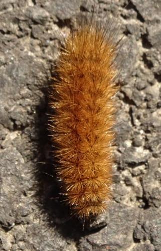 Phragmatobia fuliginosa